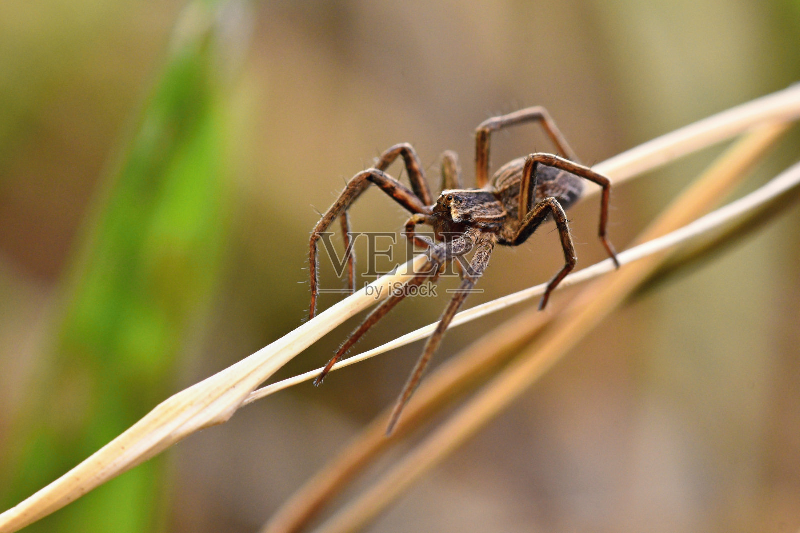 美丽的微距镜头蜘蛛在草。照片摄影图片