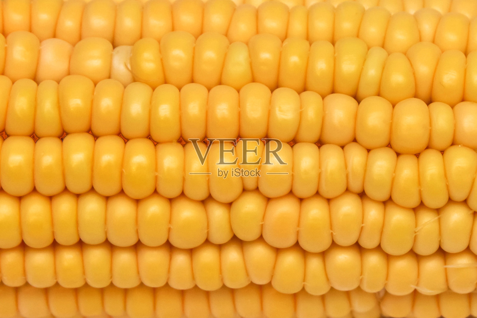 特写糯玉米仁白色和黄色在白色的背景。金黄成熟的玉米特写照片摄影图片