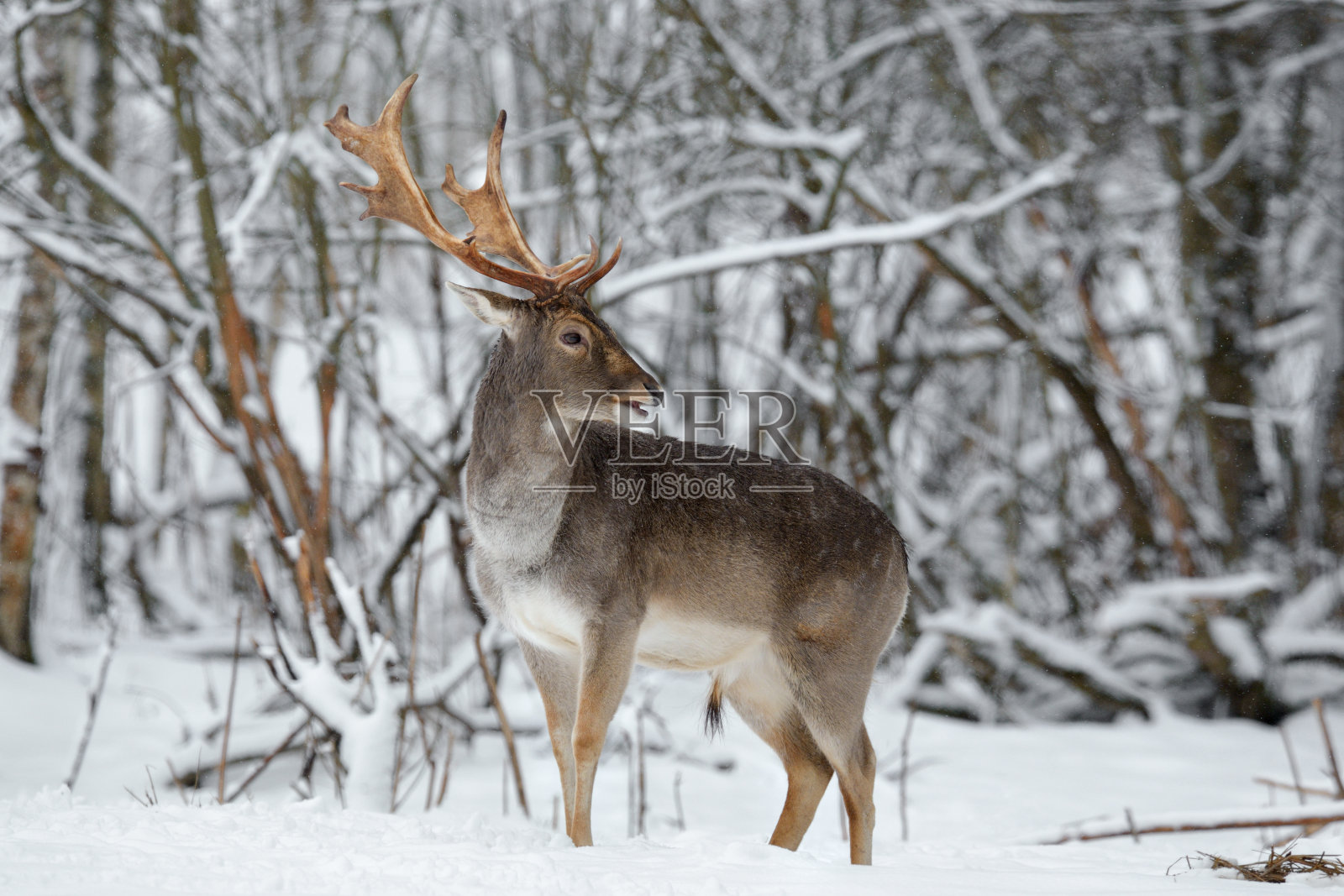 成年休闲鹿近距离。威严而有力的黇鹿，在冬天的森林里。鹿的野生动物场景。公的白鹿角站在雪地上。照片摄影图片