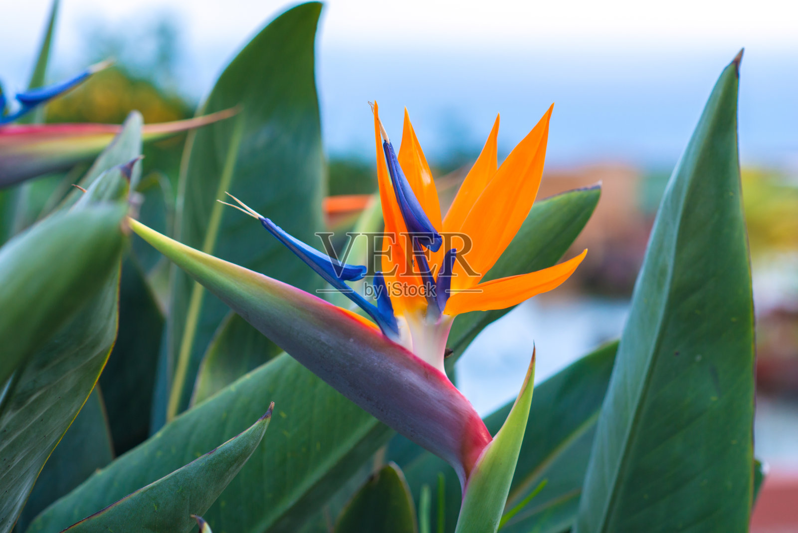 马德拉岛的传统花卉照片摄影图片