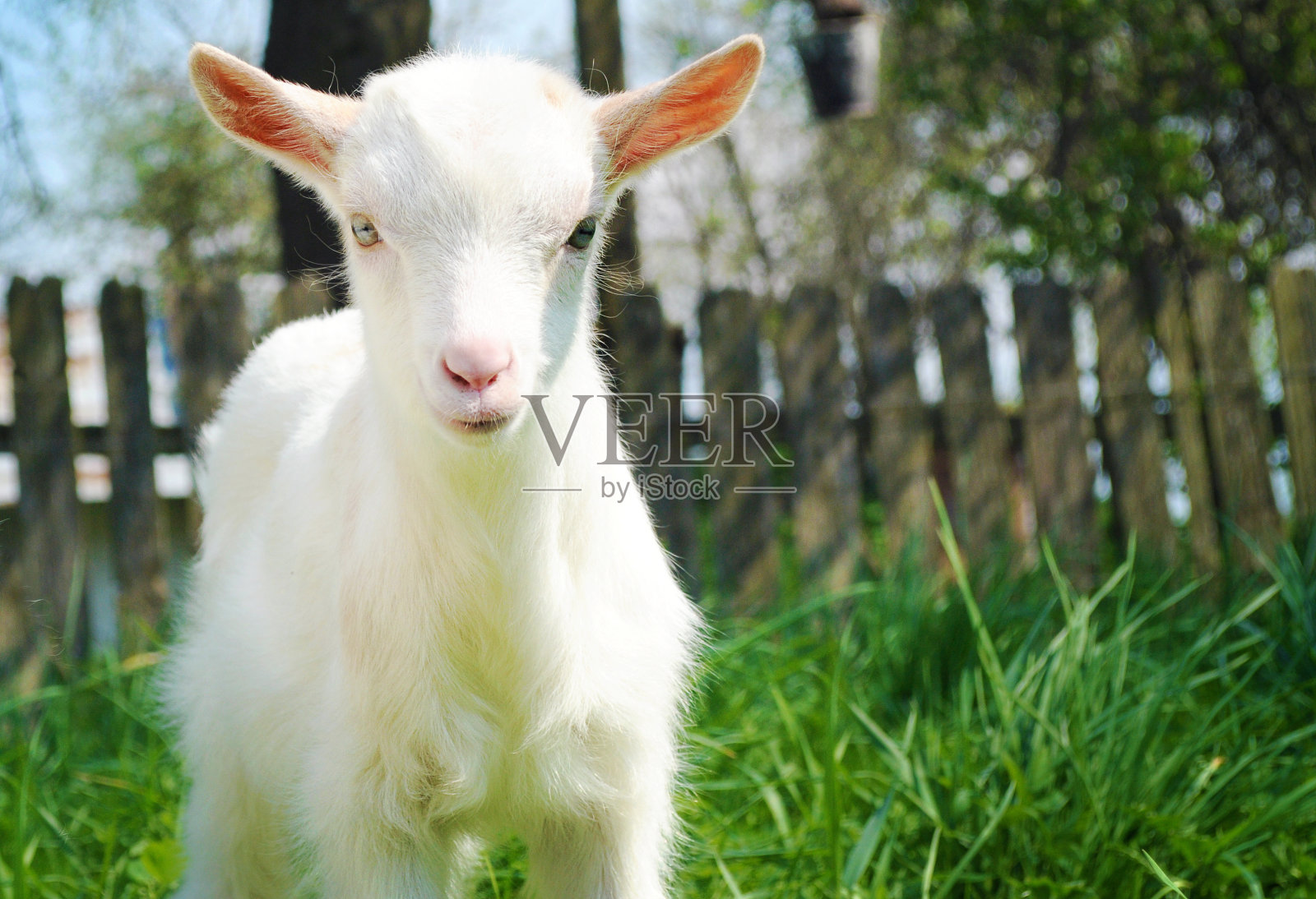 在一个温暖的春日，一只白色的小山羊站在绿色的草地上，直视着喜悦和幸福，决心和信心照片摄影图片