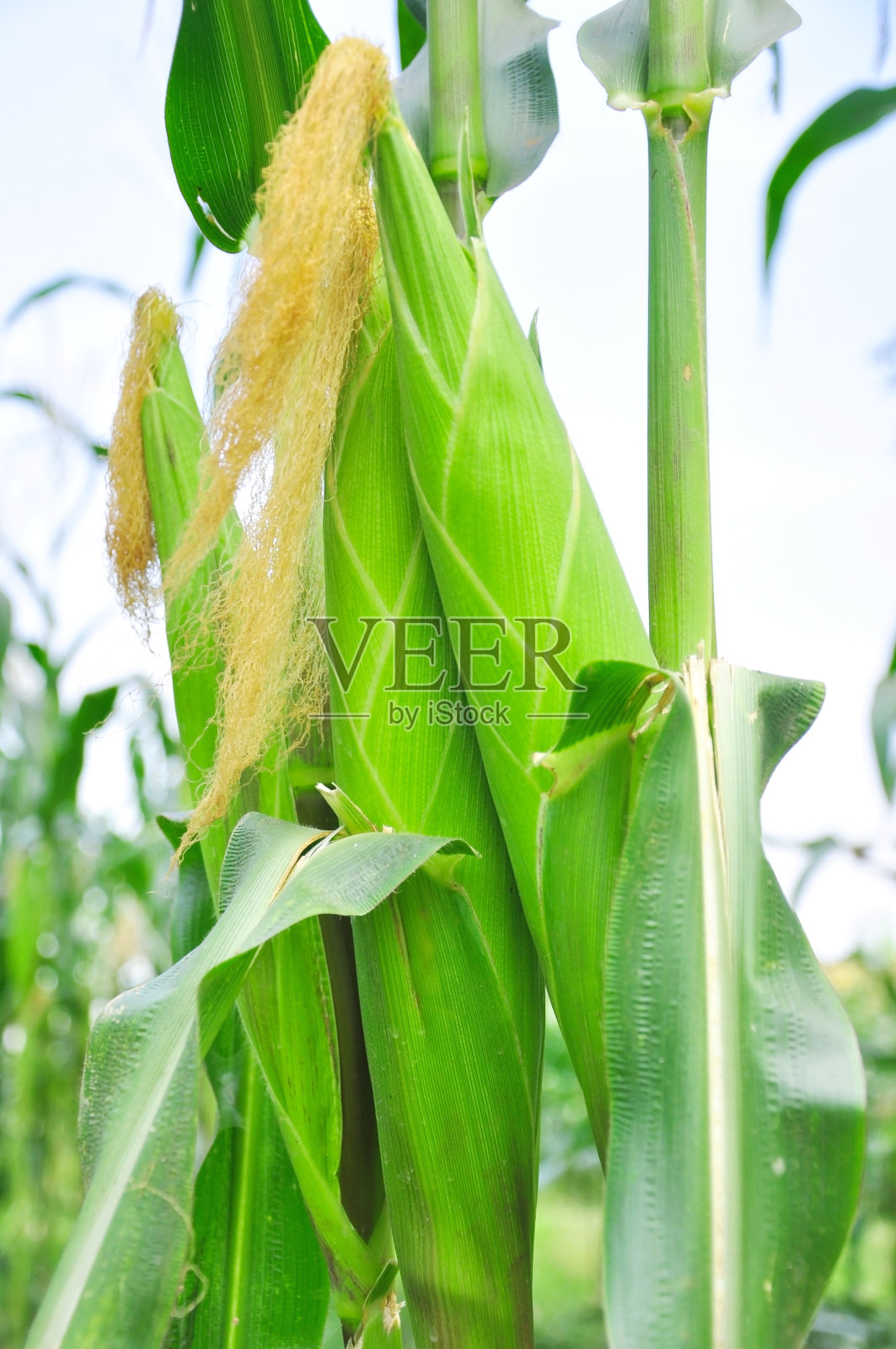 幼穗成熟的玉米在泰国，食物土地农场照片摄影图片