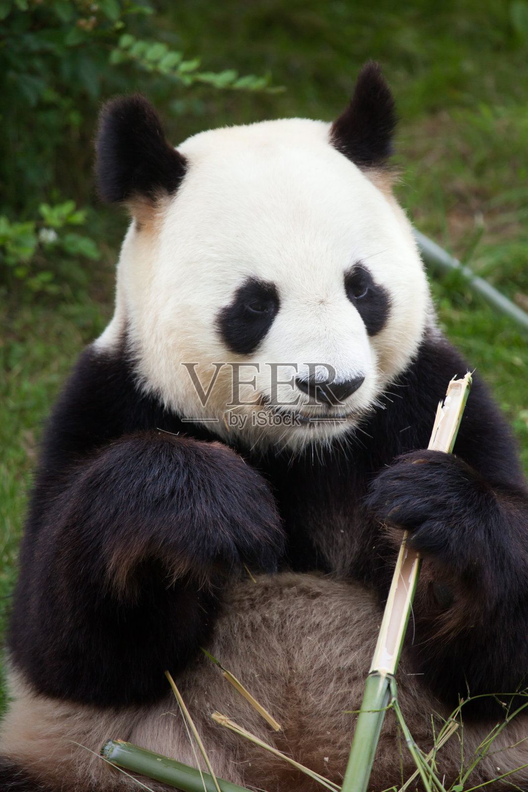 大熊猫(Ailuropoda melanoleuca)。照片摄影图片