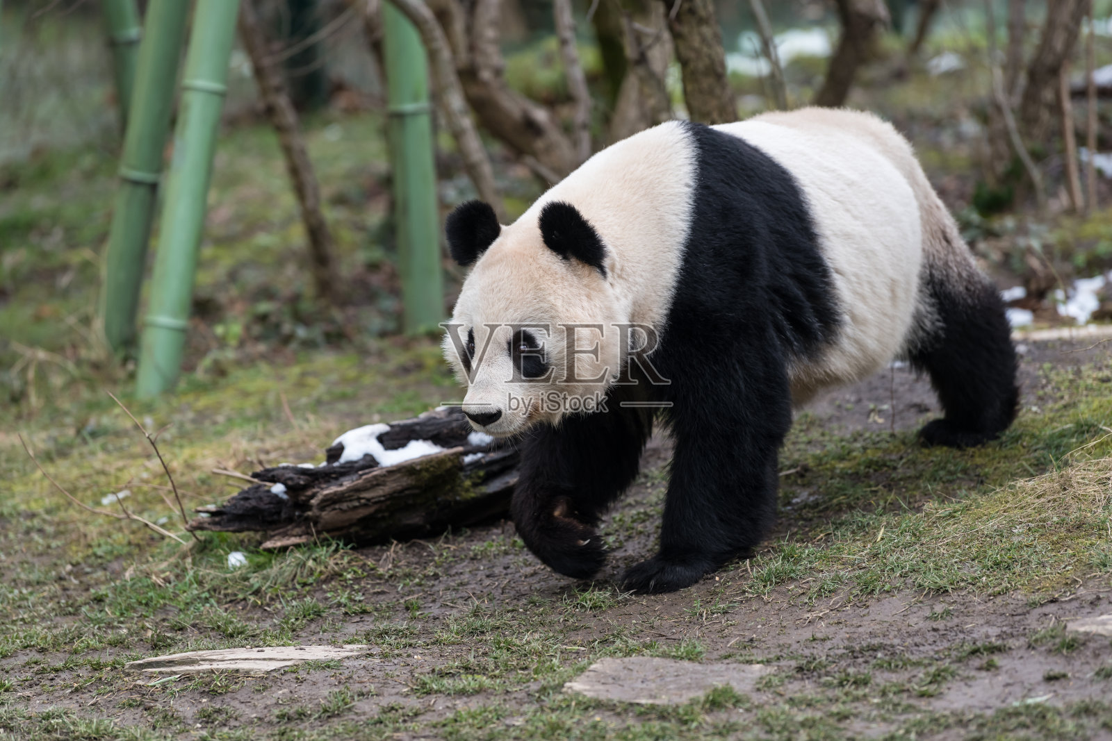 一只雌性大熊猫在走路照片摄影图片