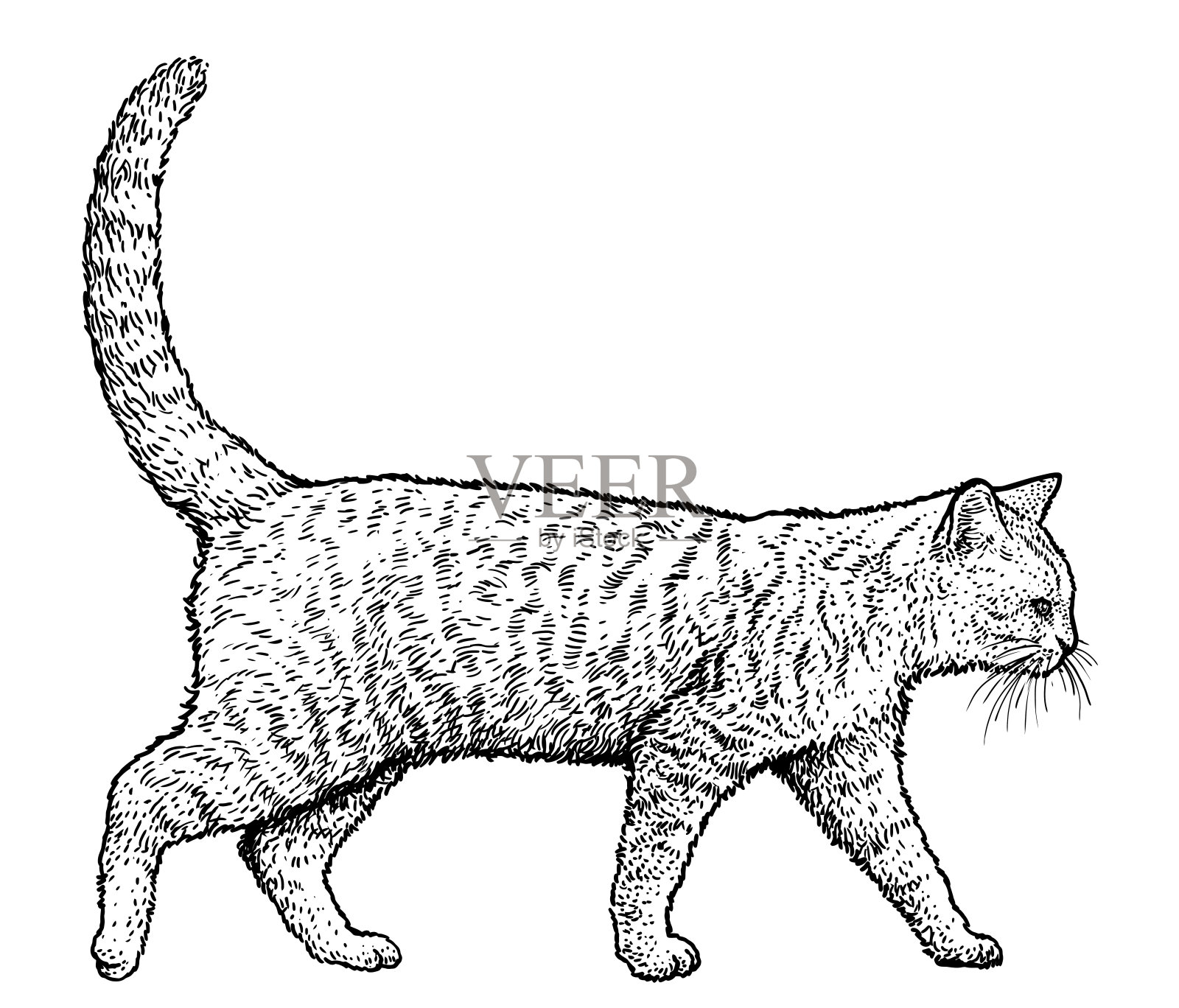 猫的各种动作,猫走路动作分解图,猫爬树_大山谷图库