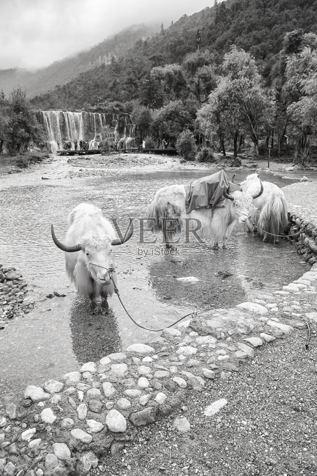 中国白水河畔的牦牛。照片摄影图片