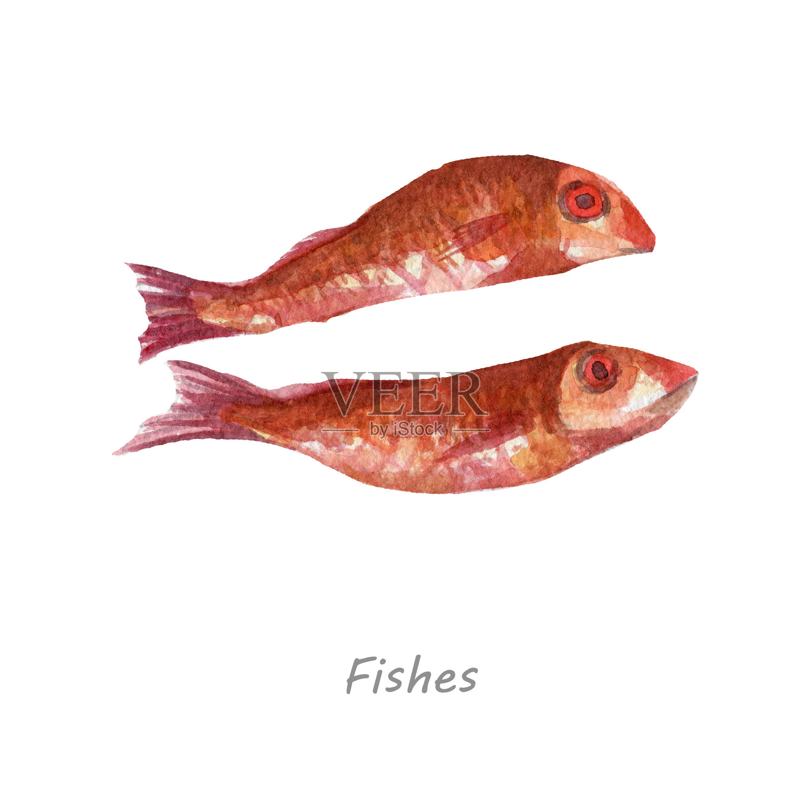 在白色背景上孤立的新鲜鱼插画图片素材
