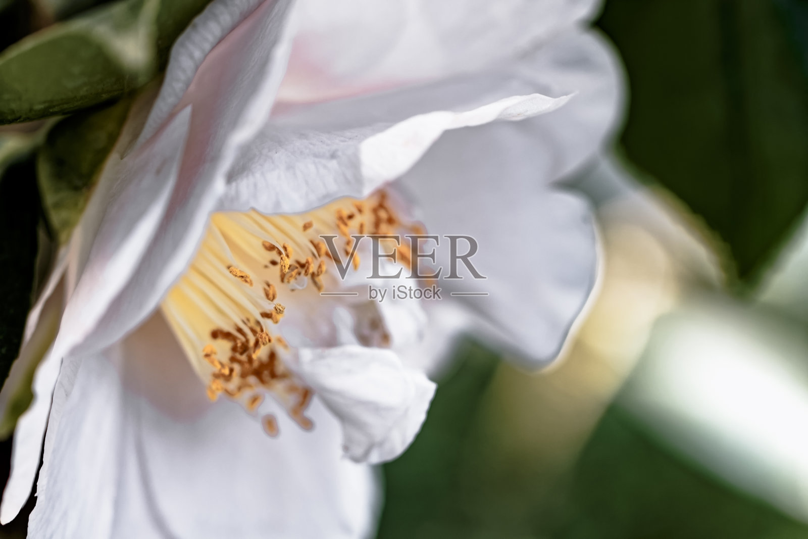 茶花(Camellia japonica L.)“戴维斯D.W.”照片摄影图片