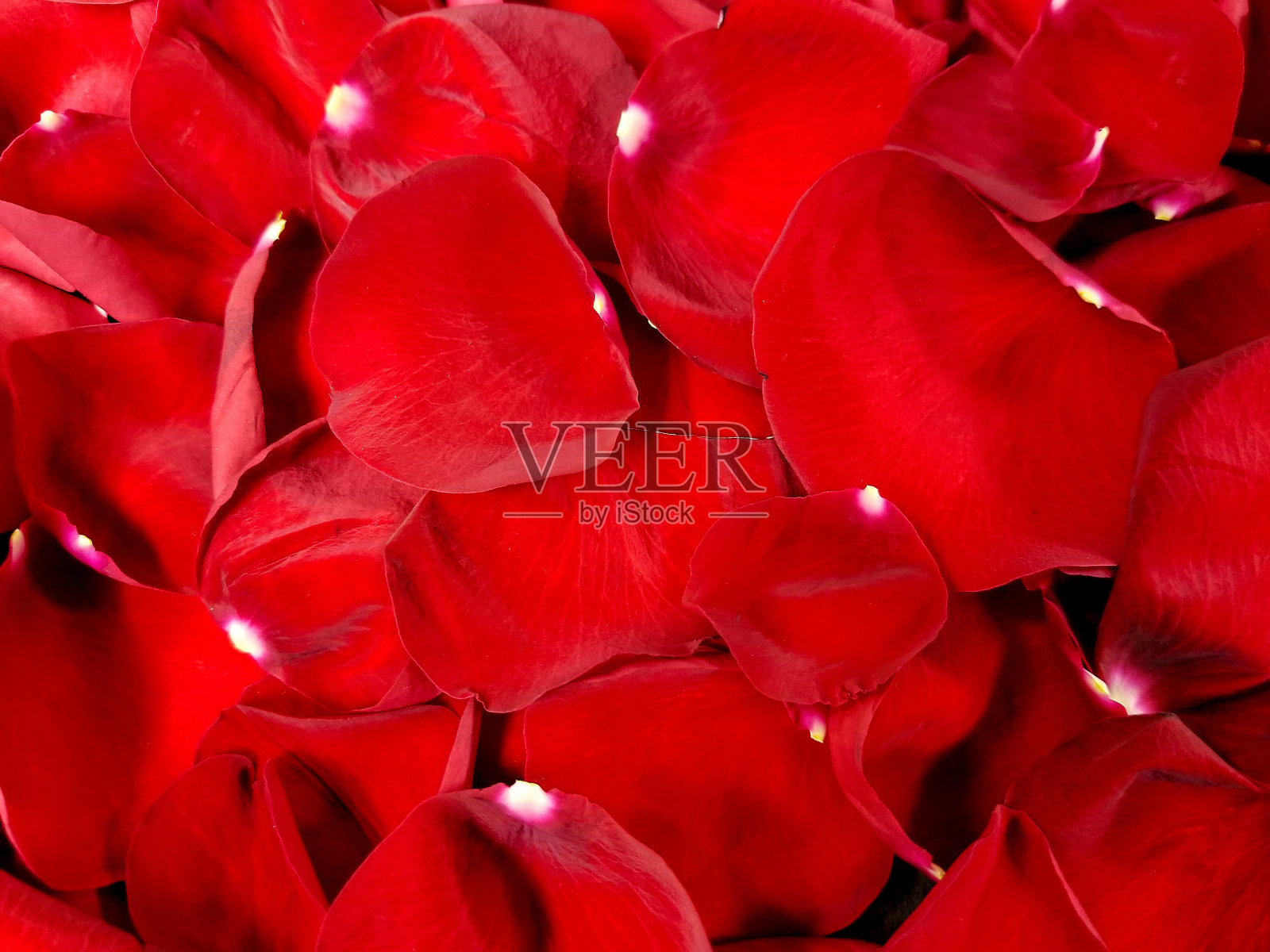 红玫瑰花瓣照片摄影图片