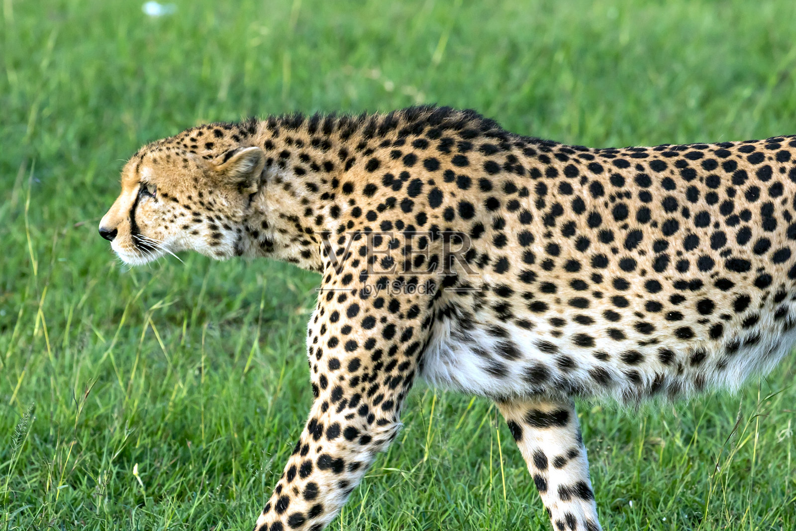 南非豹子与雌性角马激战5小时 成功捕食其幼崽