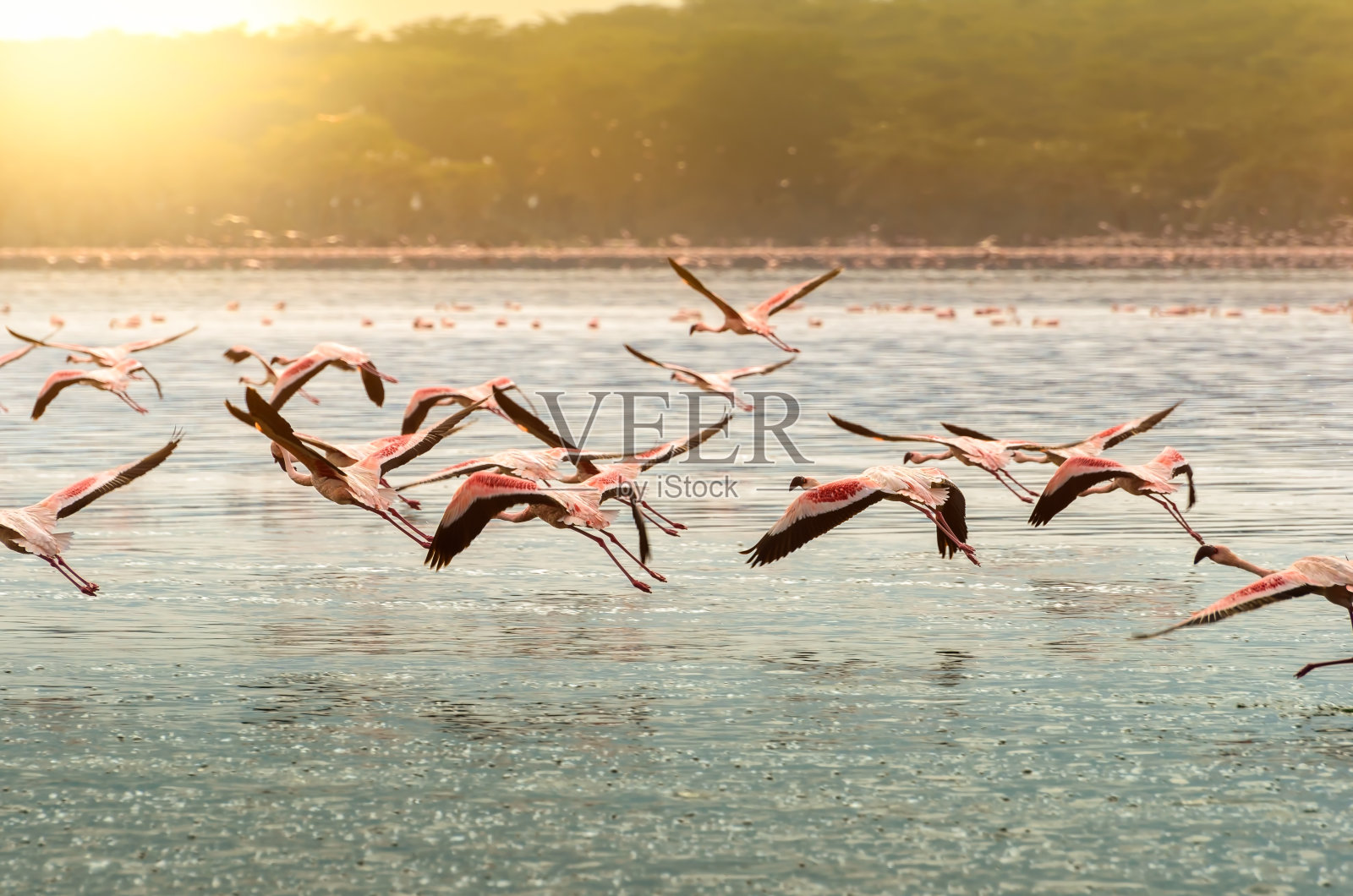 肯尼亚奥洛伊登湖上的火烈鸟照片摄影图片