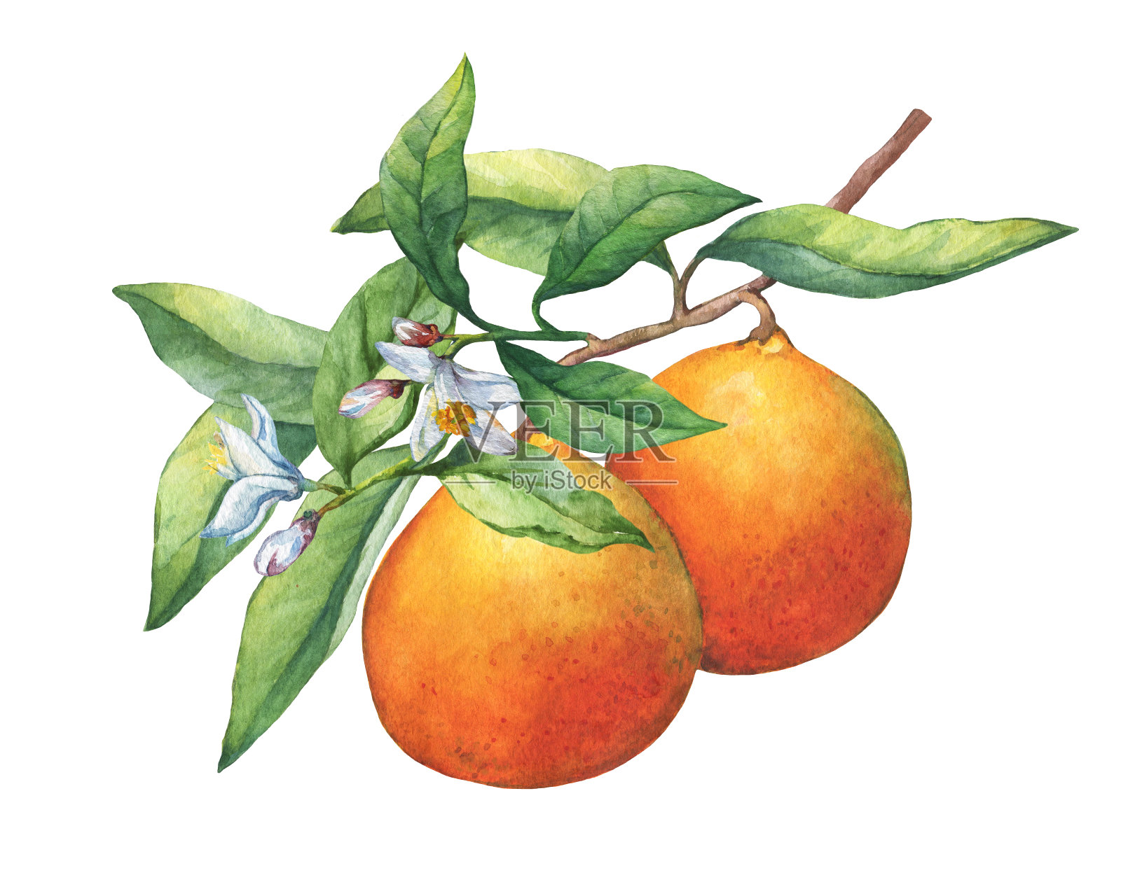 新鲜的柑橘类水果橙子在树枝上的水果，绿色的叶子，芽和花。手绘水彩画在白色的背景。插画图片素材