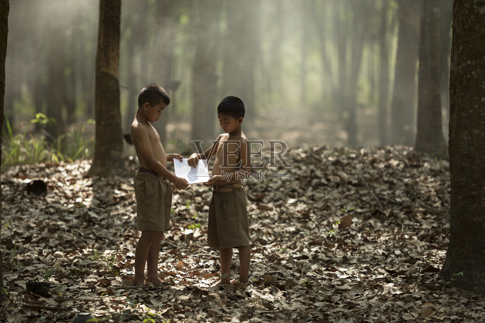 两个男孩在他们的种植园里分享学习。照片摄影图片