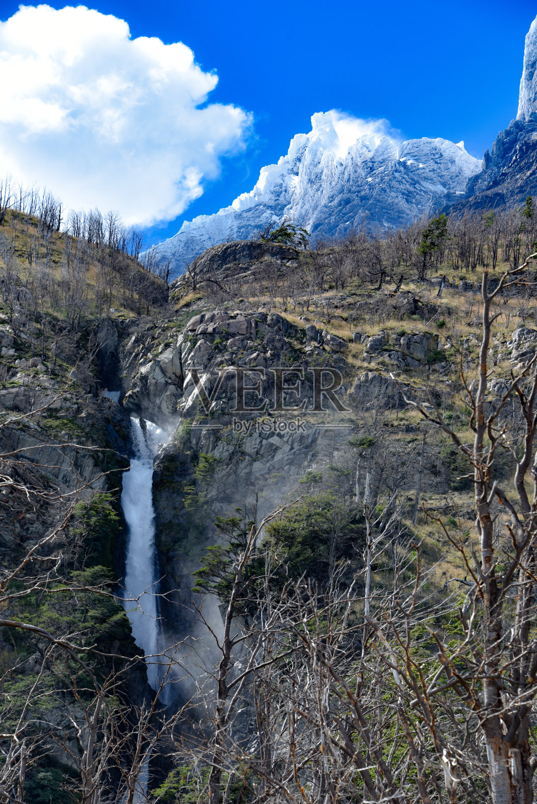智利巴塔哥尼亚Torres del Paine国家公园Olguin的山峰和烧焦的伦加树的森林照片摄影图片