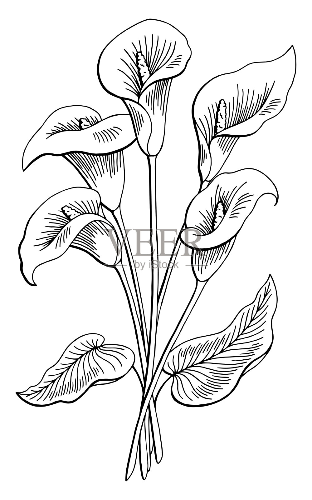 马蹄莲花图形黑白孤立花束草图插图向量插画图片素材
