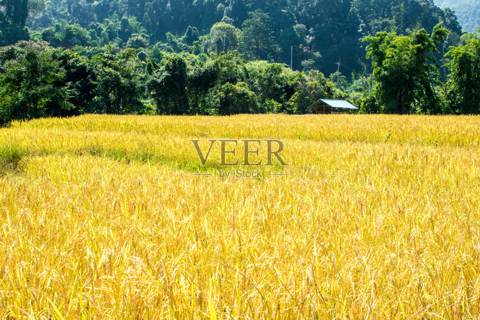 黄色的稻子美丽的田野照片摄影图片