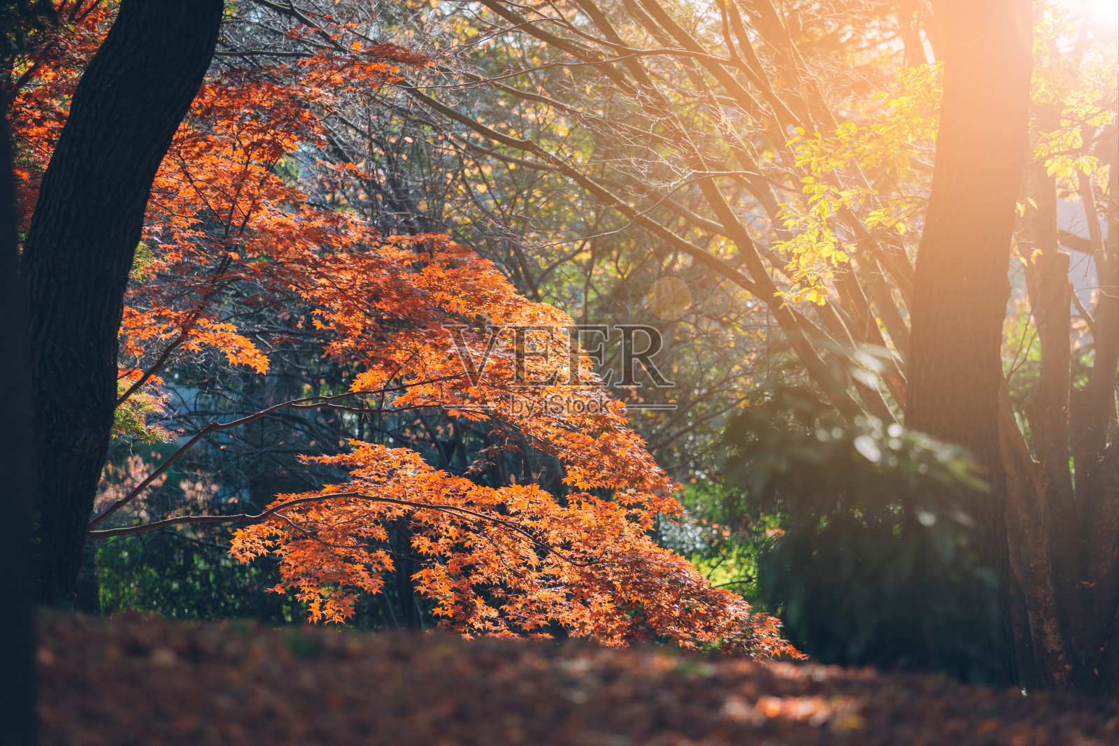 充满生气的日本秋天枫叶与模糊的背景照片摄影图片