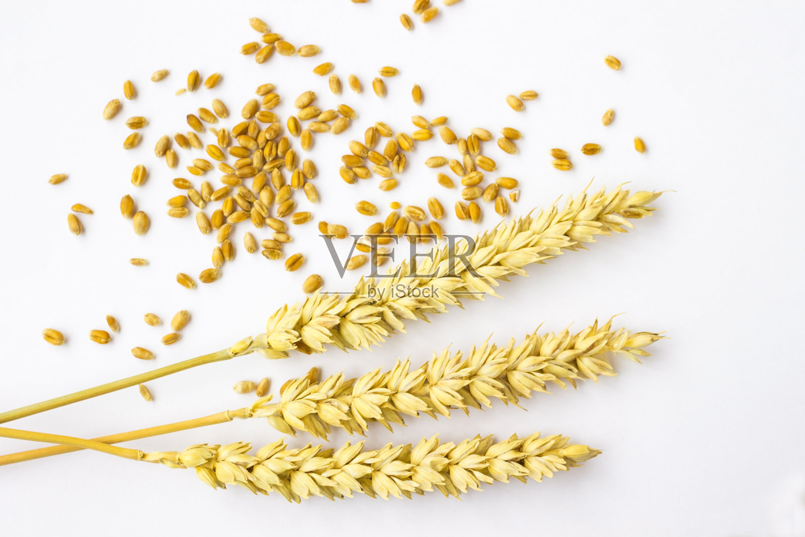 白色背景下的小麦谷粒和春天。俯视图照片摄影图片