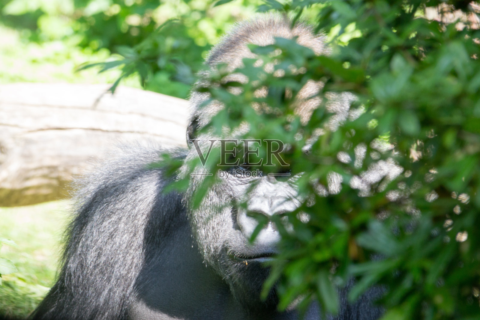 西部低地大猩猩躲在灌木丛后面照片摄影图片