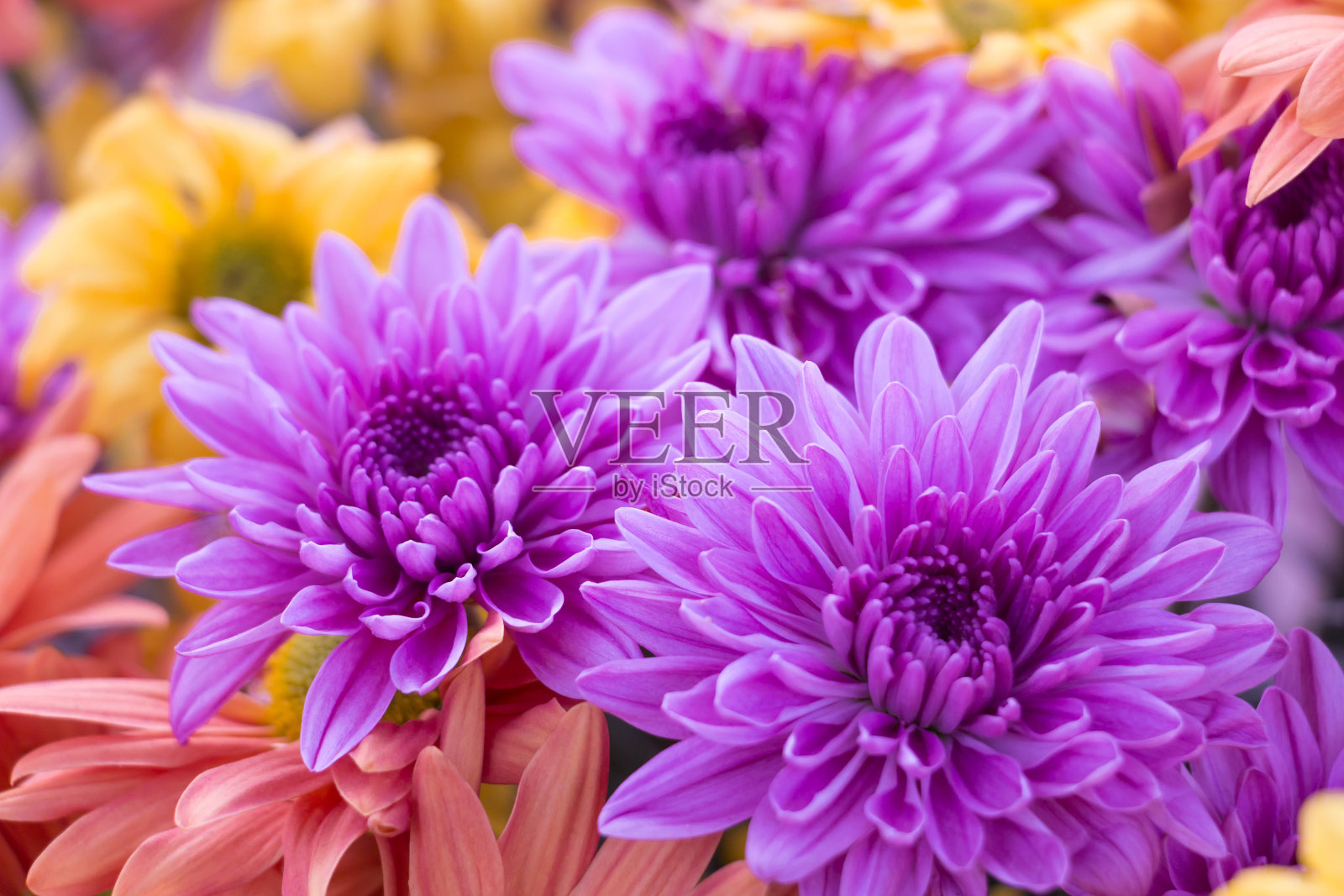 美丽的紫色菊花在特写。照片摄影图片
