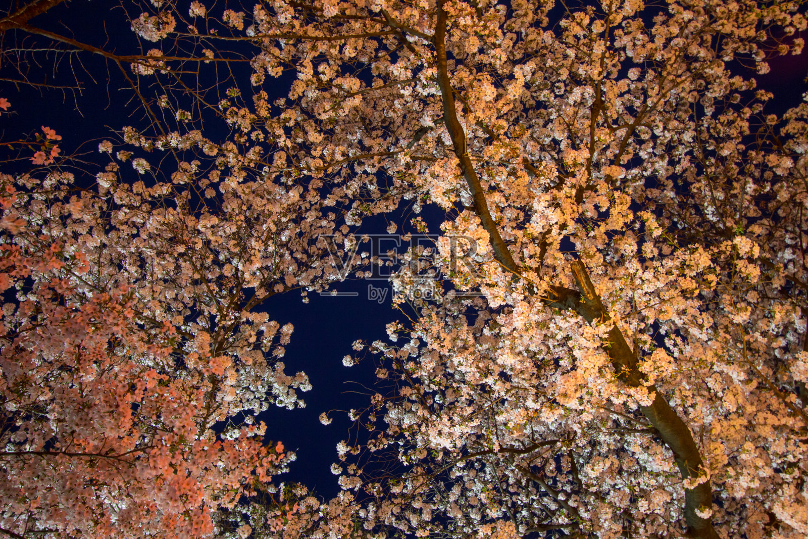 日本东京大东上野地区的樱花树在上野樱花节被点亮。照片摄影图片