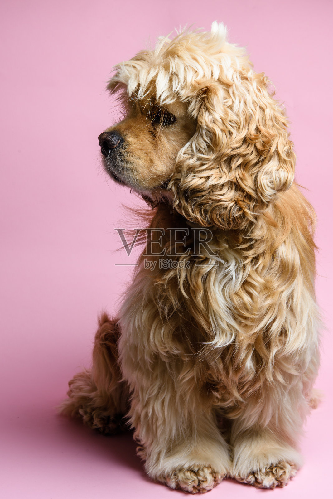 粉红色背景上的可卡犬照片摄影图片