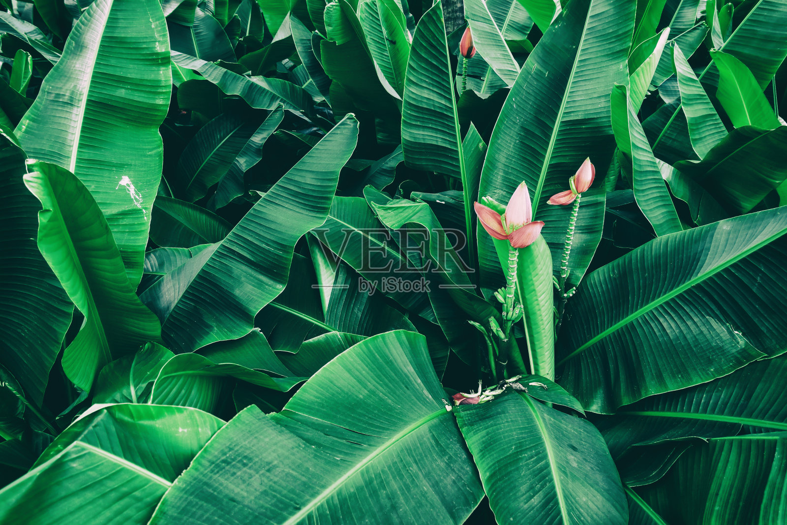 热带香蕉棕榈树照片摄影图片