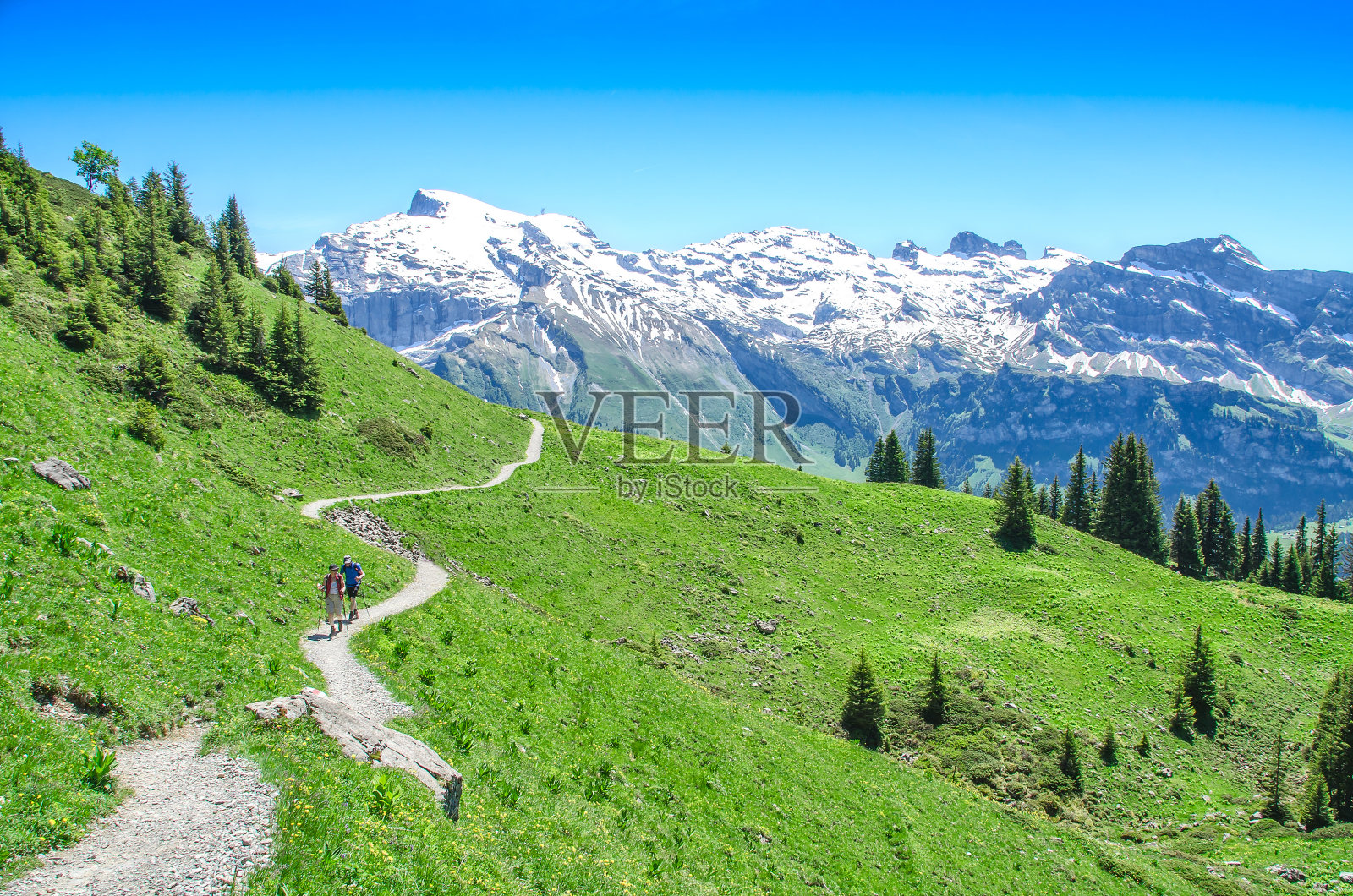 瑞士阿尔卑斯山在夏季。在山区徒步旅行照片摄影图片