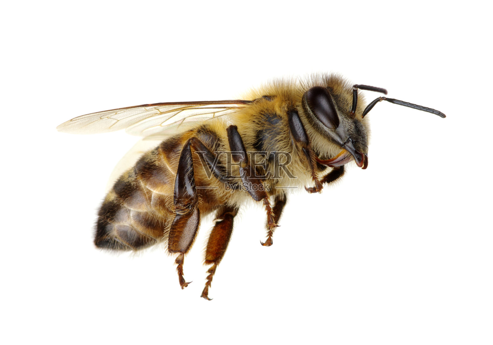 蜜蜂在白照片摄影图片