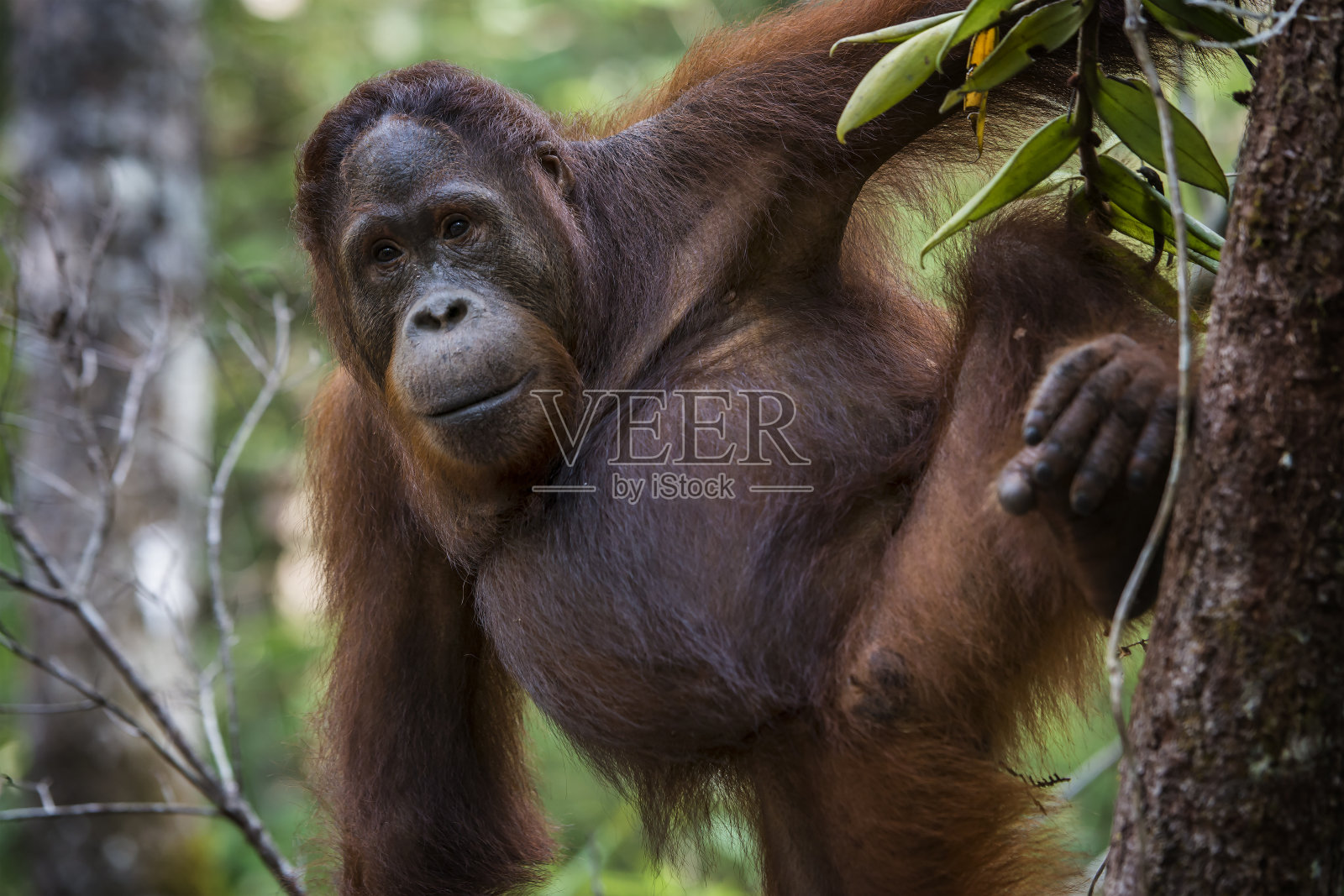 一个猩猩的肖像，野生动物拍摄照片摄影图片