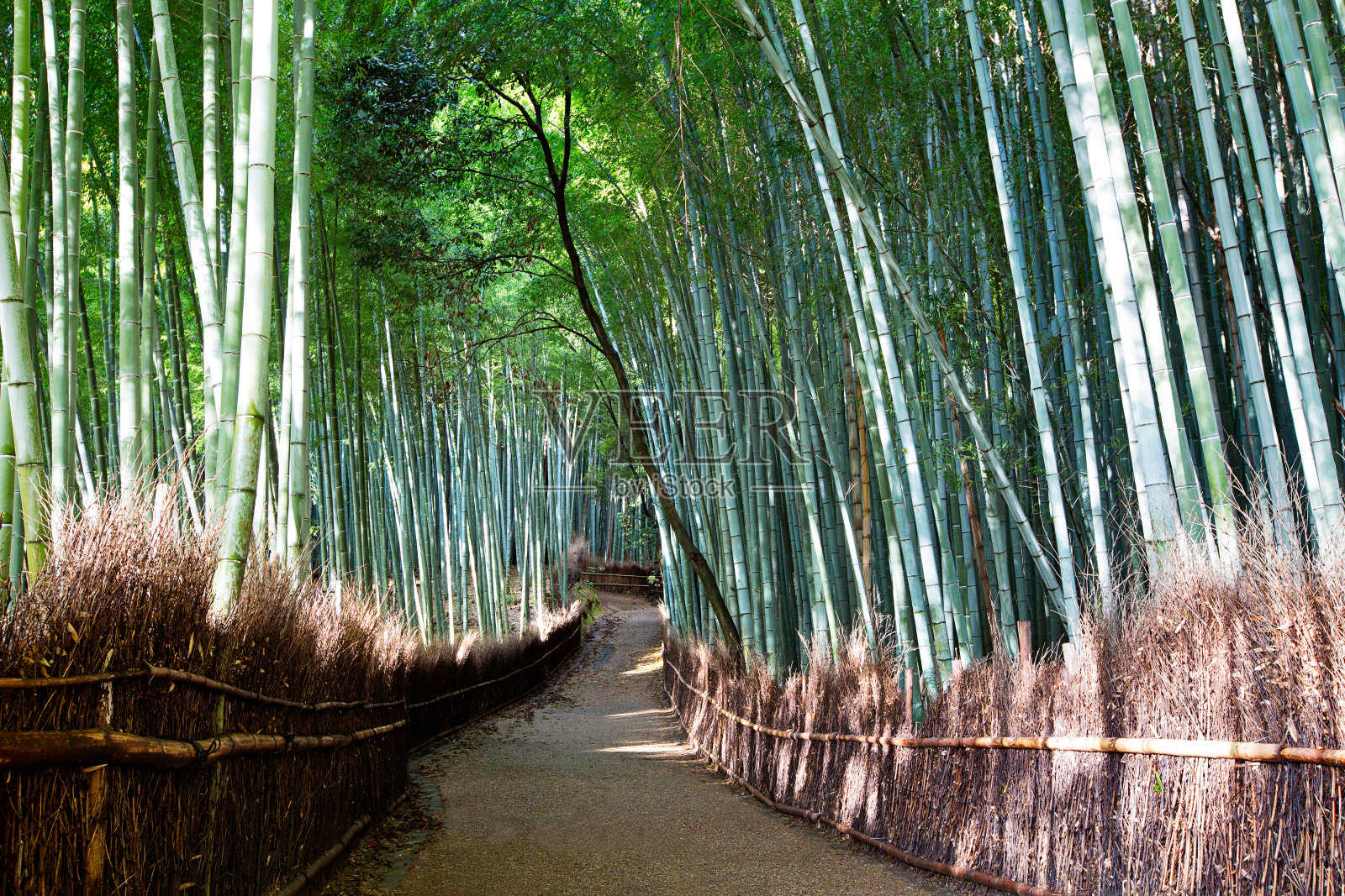 arashiyama竹林照片摄影图片