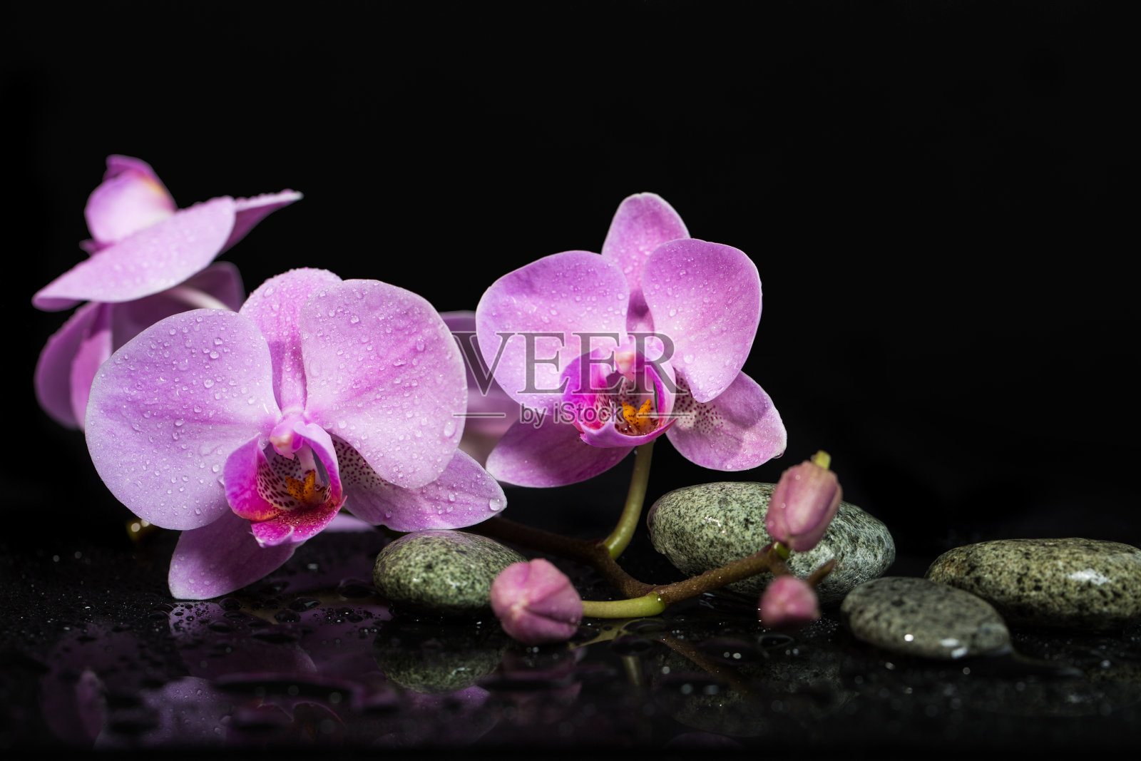 兰花和温泉石在潮湿的背景。照片摄影图片
