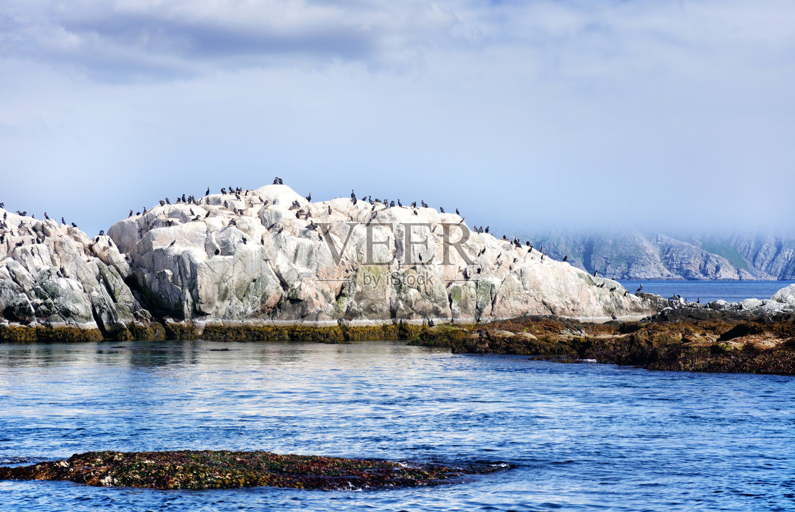 挪威Gjesværstappan群岛岩石上的鸟类照片摄影图片