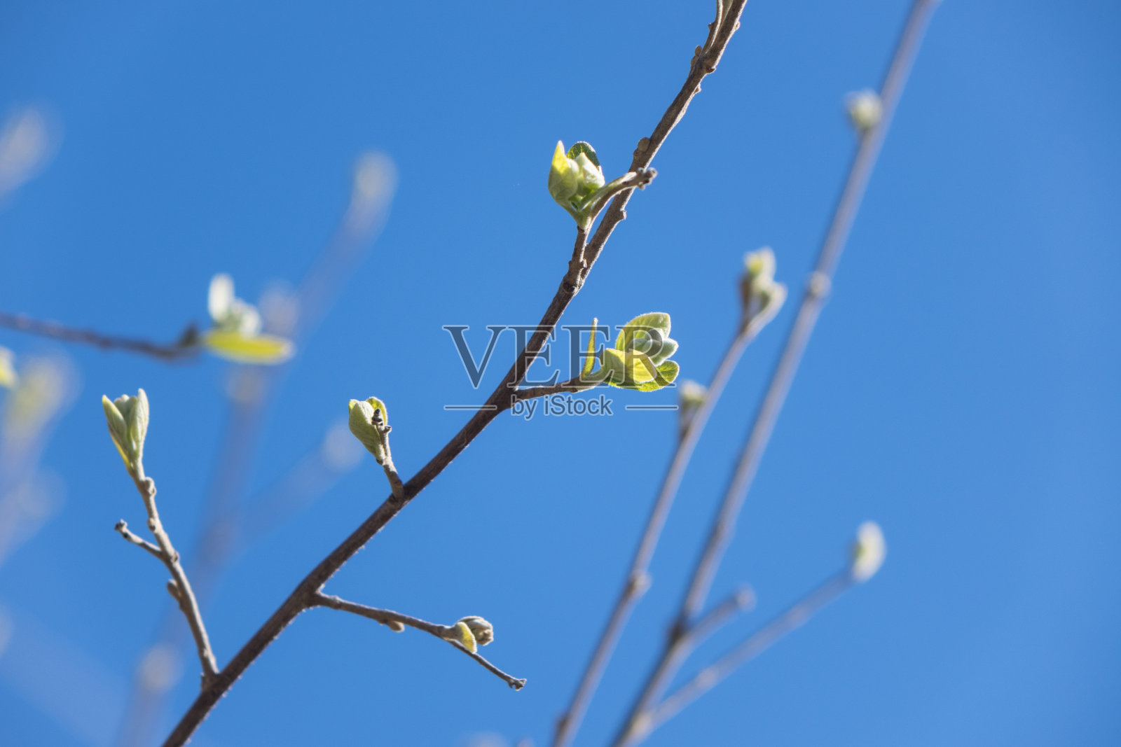近距离照片的梨树水果芽在晴朗的蓝天照片摄影图片