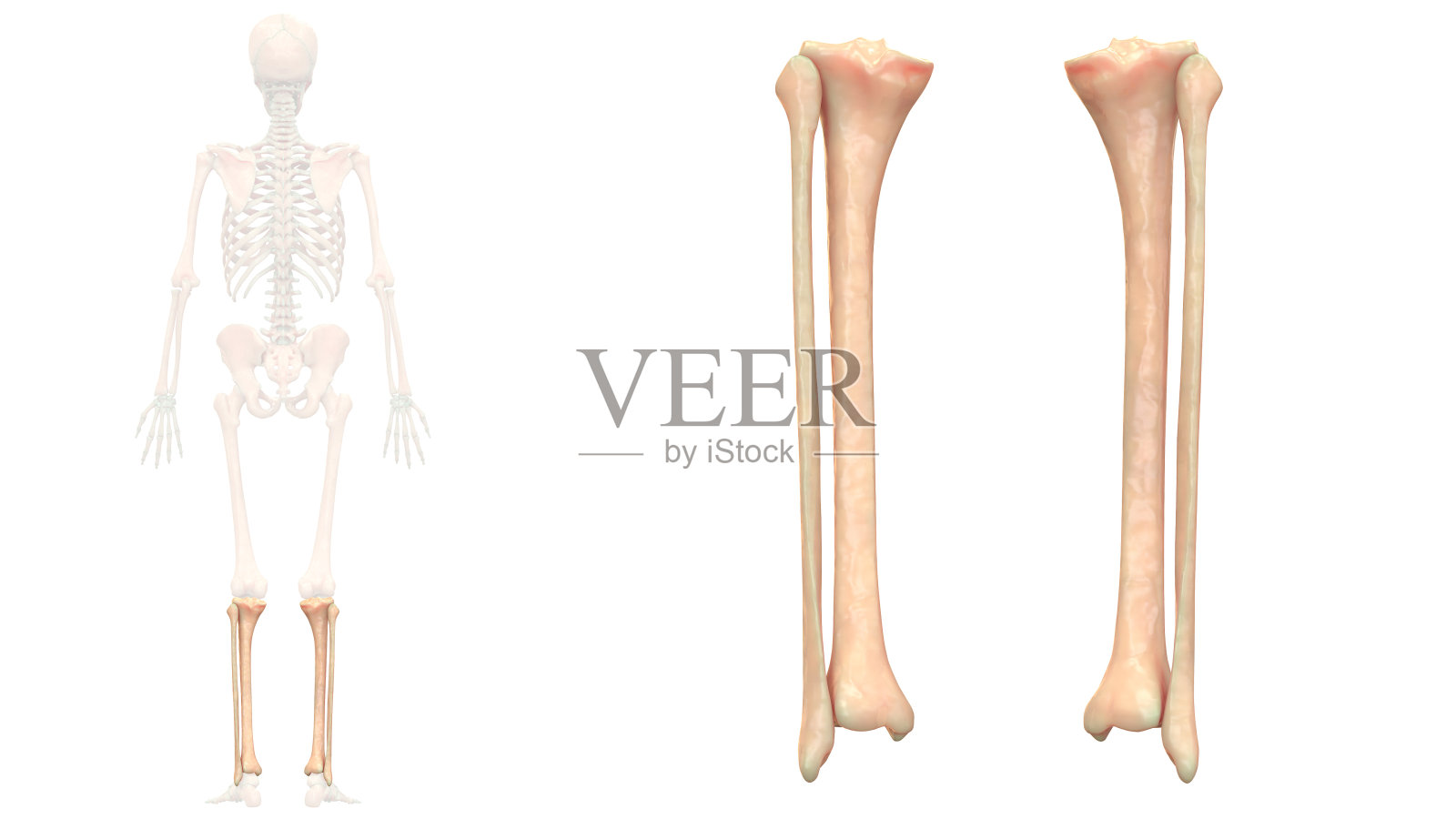 人体骨骼系统胫腓骨解剖学照片摄影图片