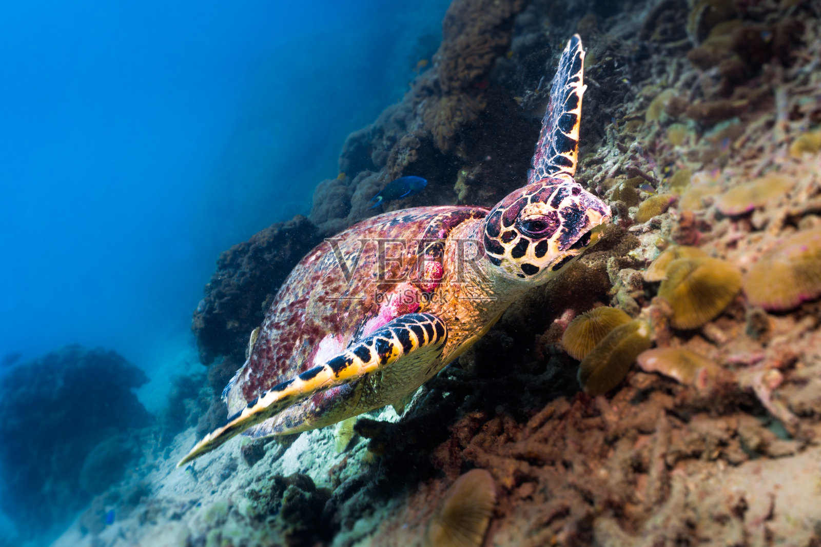 动物行为-极度濒危物种玳瑁海龟(Eretmochelys imbricata)照片摄影图片