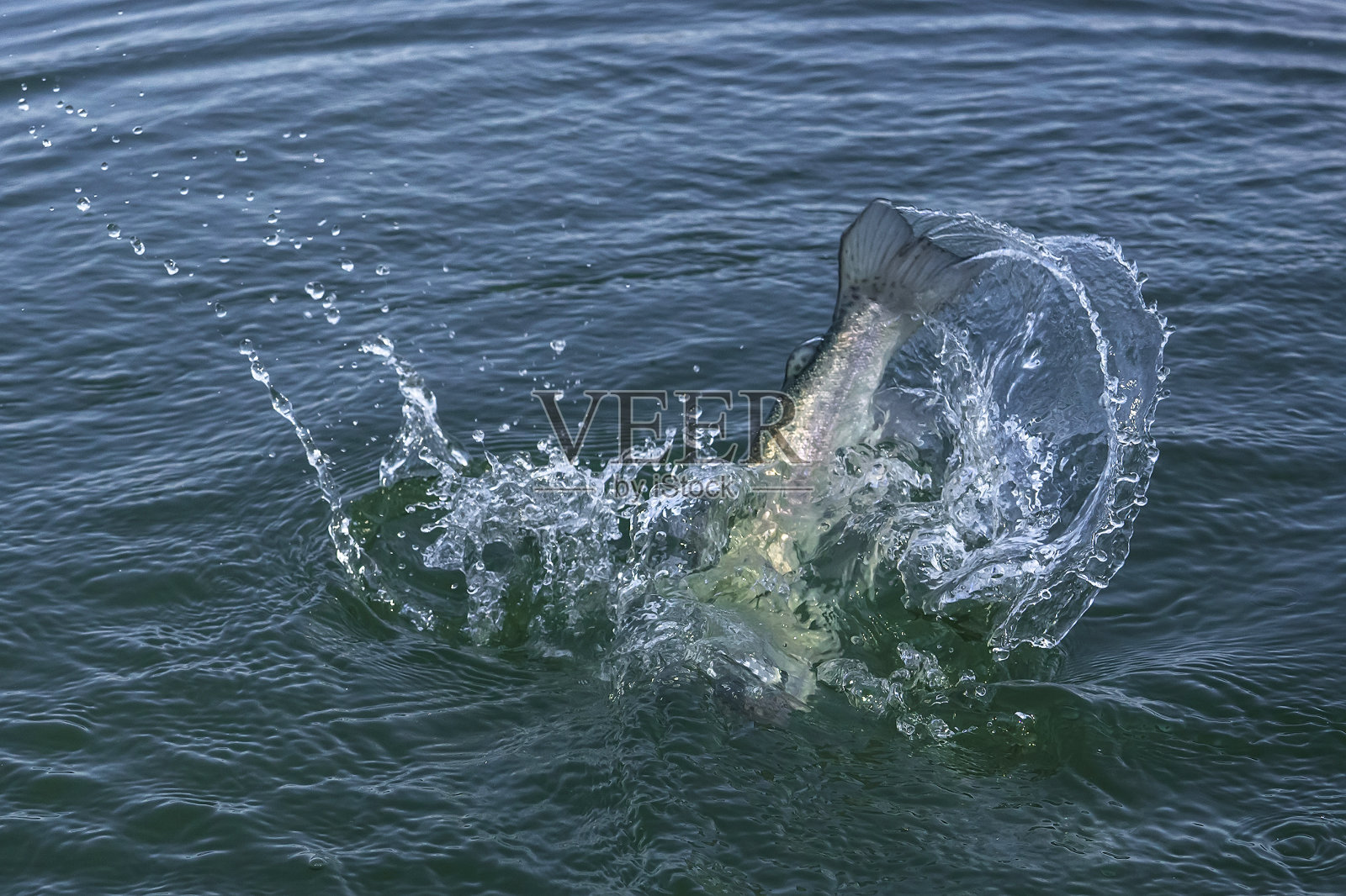 鱼尾在水中跳跃后溅起水花。捕鱼鳟鱼及鲑鱼照片摄影图片