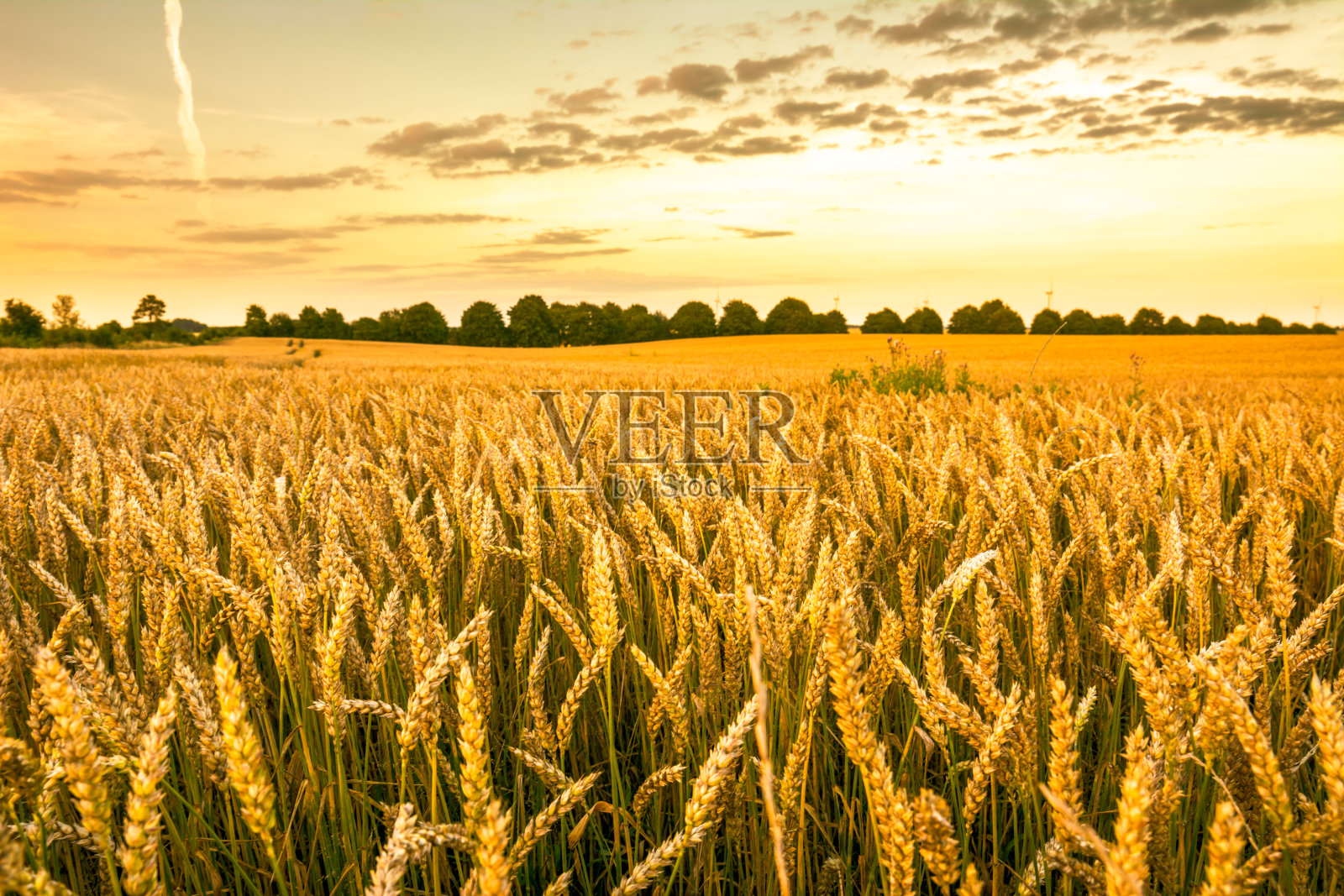 金灿灿的麦田，一望无际的农家粮和晚霞苍穹，尽收眼底照片摄影图片
