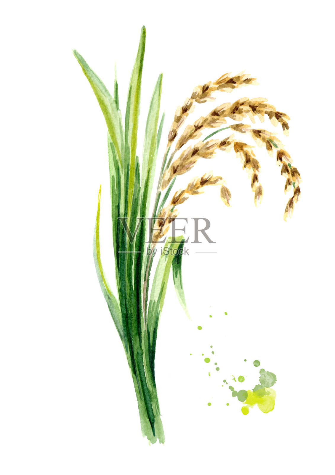 有叶和谷粒的水稻植物。水彩手绘插图，孤立的白色背景插画图片素材