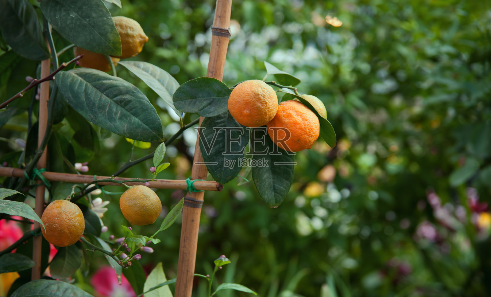 开花的树上结着多汁的柑橘类水果照片摄影图片