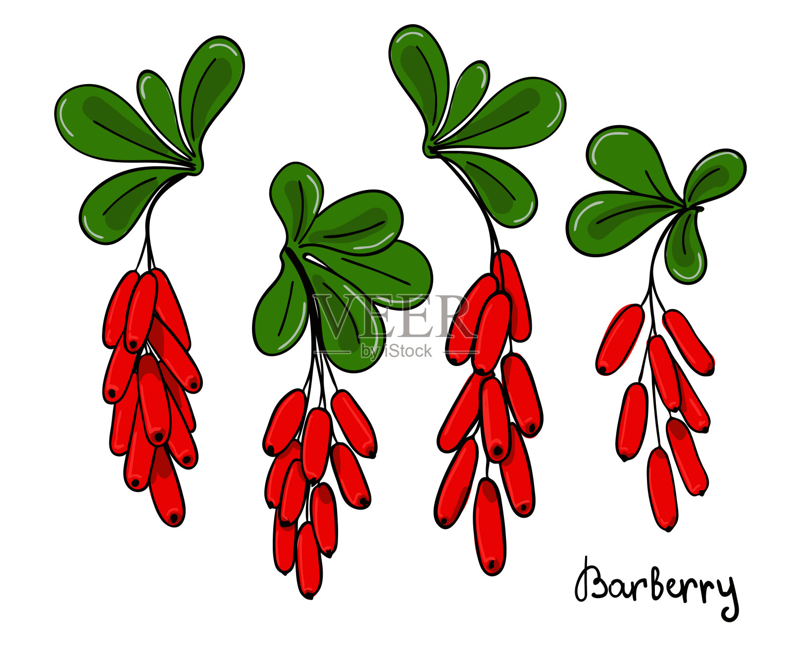 一组孤立的小树枝或树枝一束束红色的浆果和小檗的叶子设计元素图片