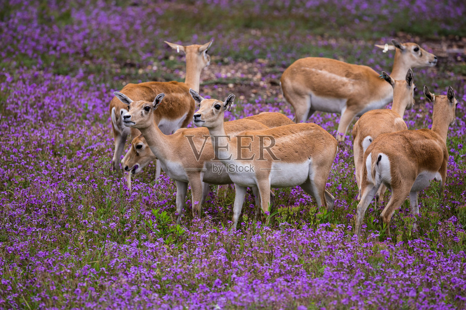 被紫色花朵包围的羚羊科照片摄影图片
