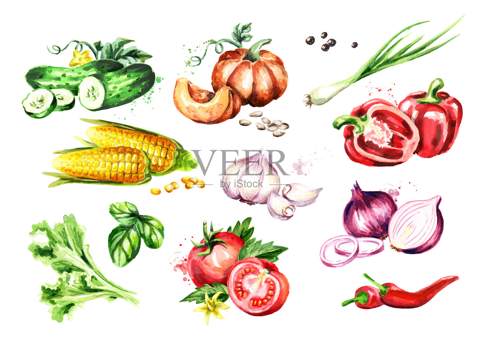 大的蔬菜。水彩手绘插图，孤立的白色背景插画图片素材