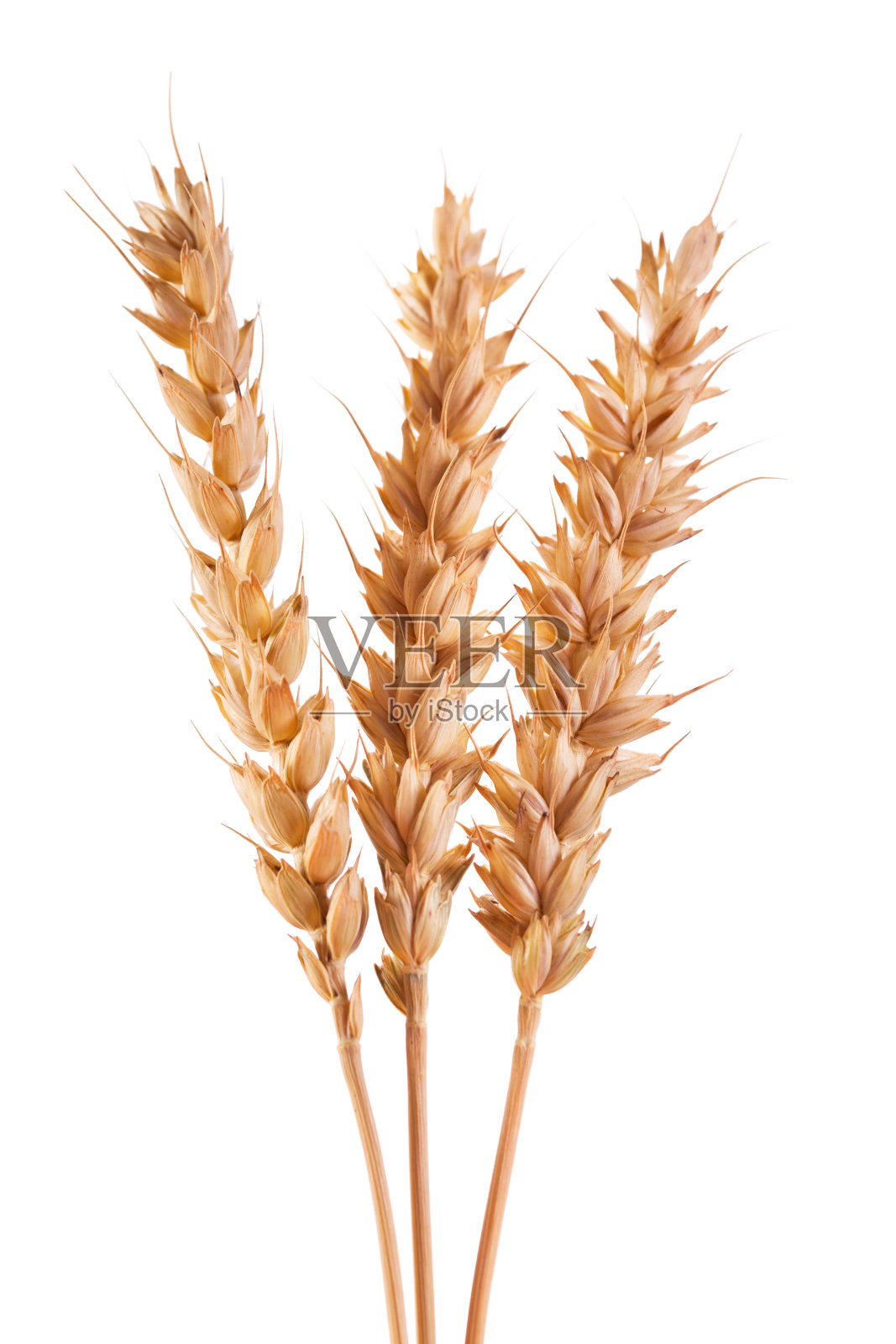 在白色背景上孤立的小麦穗照片摄影图片