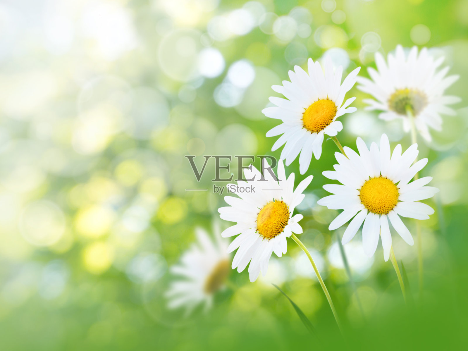 洋甘菊，白色，黄色的花照片摄影图片