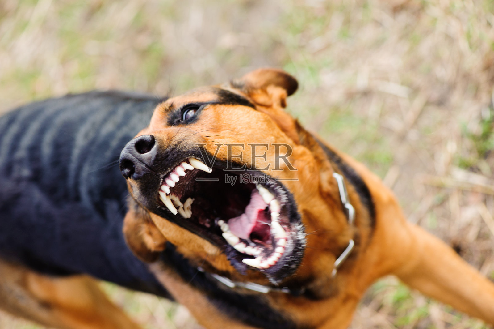 愤怒的狗露出了牙齿照片摄影图片