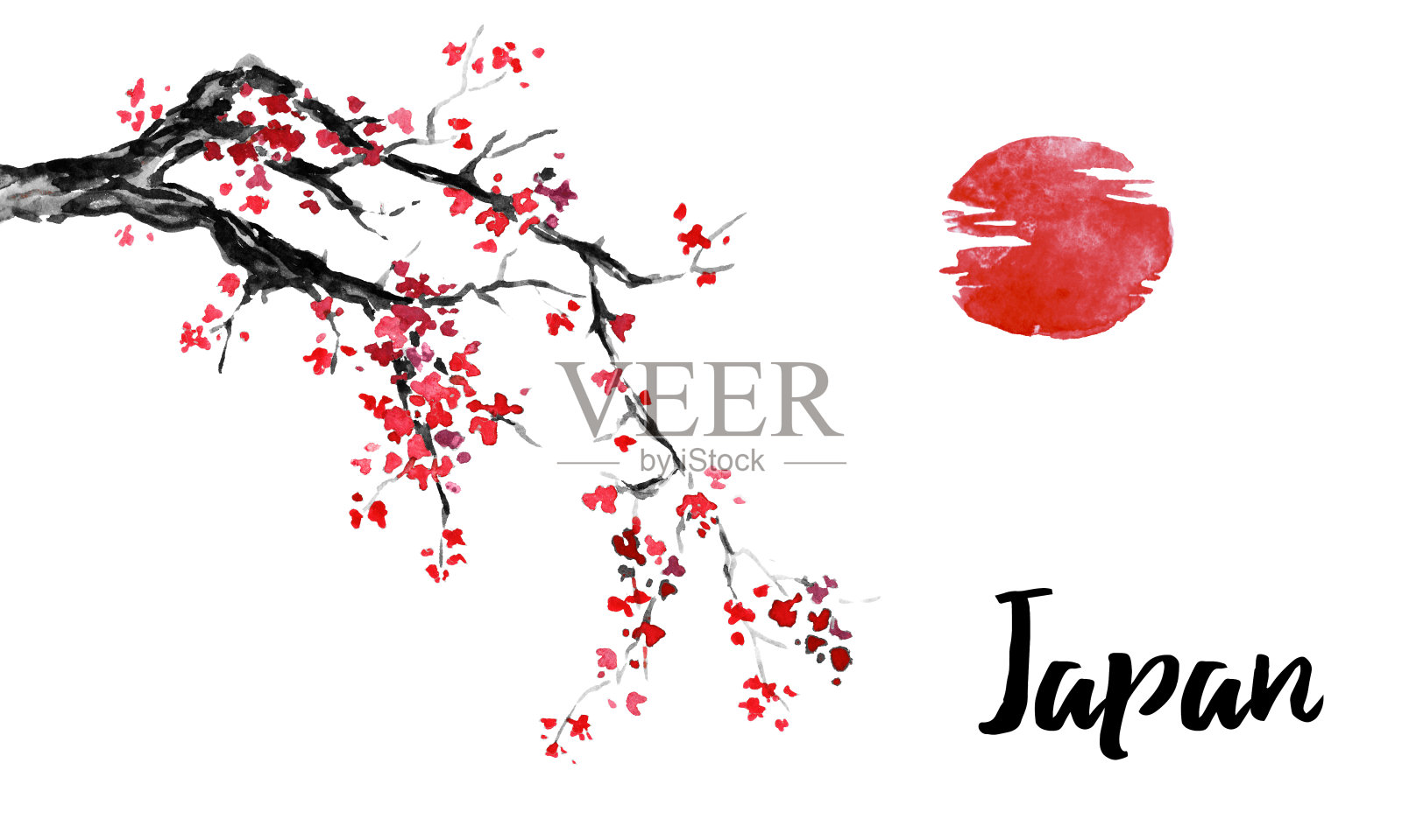 日本传统sumi-e画。樱花,樱花。墨汁插图。日本的照片。插画图片素材