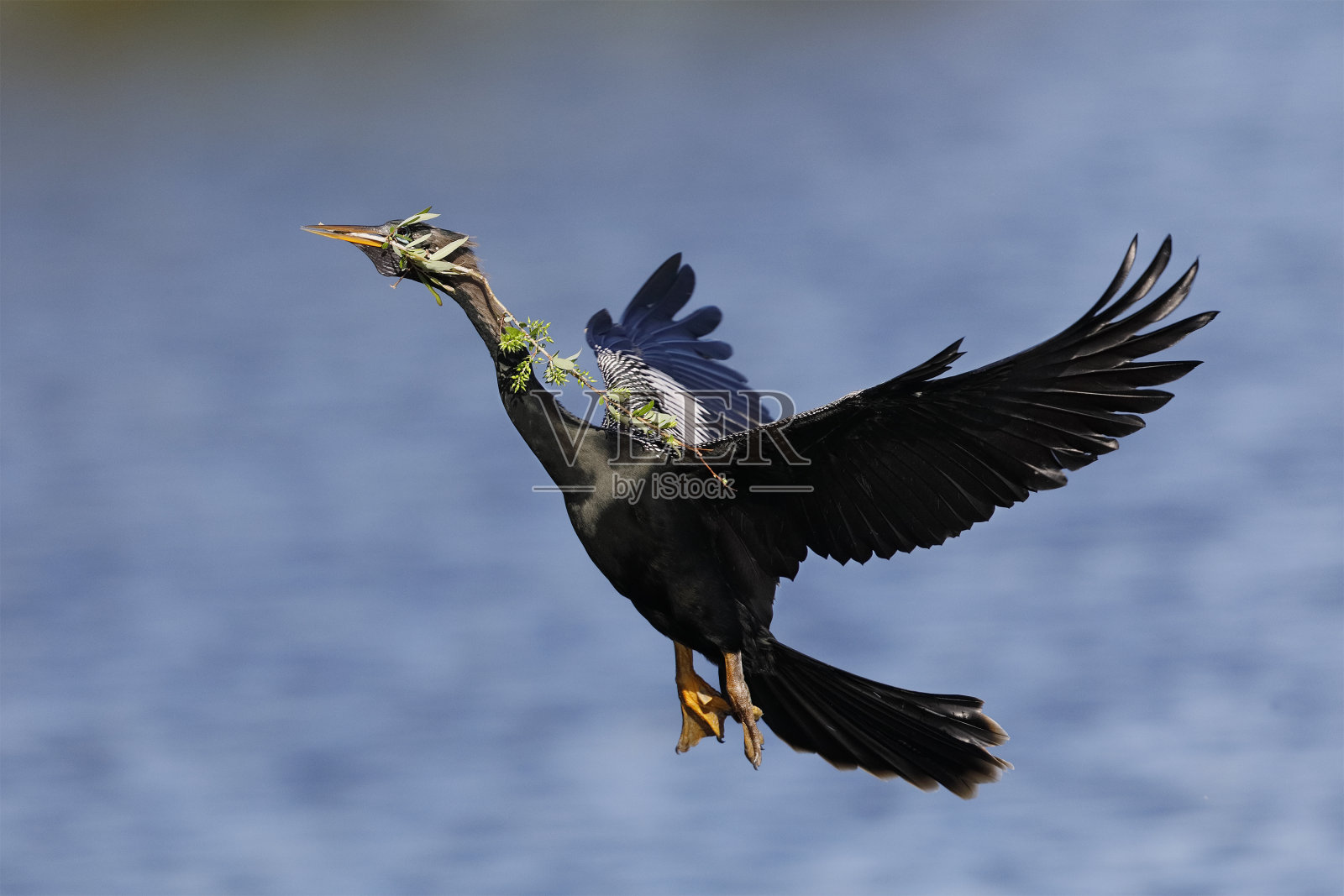 雄性喙中携带筑巢材料的眼镜蛇-佛罗里达照片摄影图片