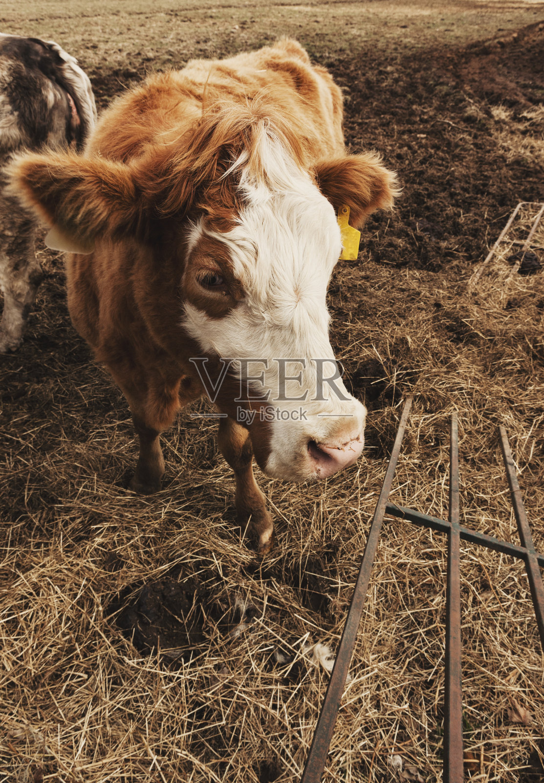 牛肉照片摄影图片