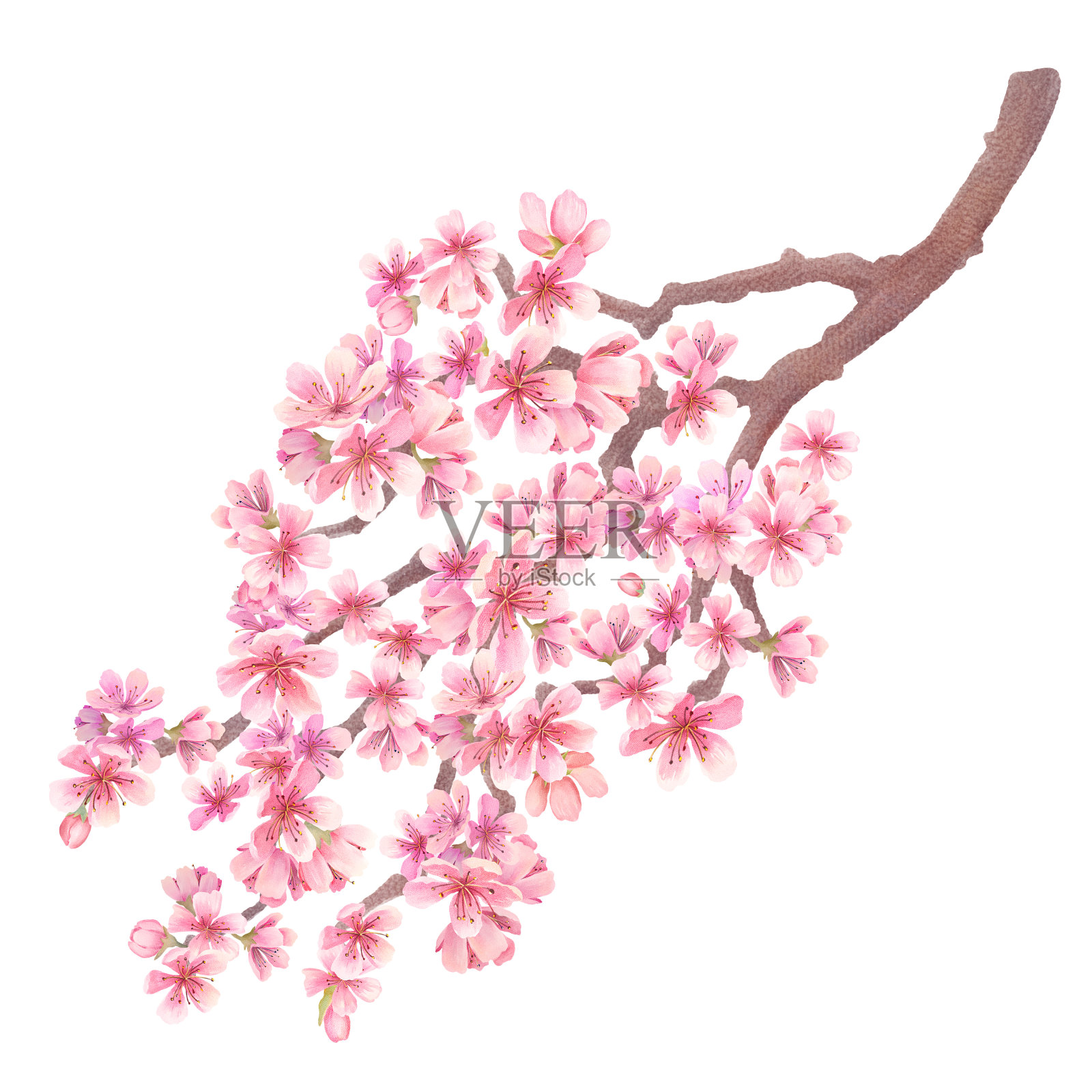 樱花水彩设计元素图片
